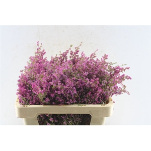 Kaaps Erica Milanthera