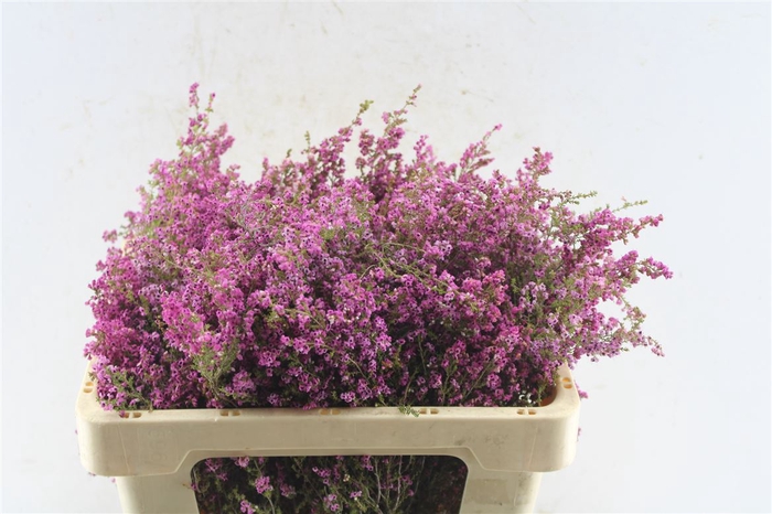 <h4>Kaaps Erica Milanthera</h4>