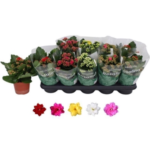 KALAN CALAN MIX ROSALINA P12