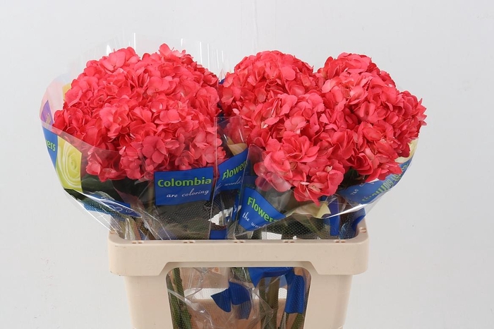 <h4>Hydr Salmon Perlado</h4>