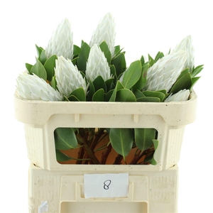 PROTEA WHITE NIGHT