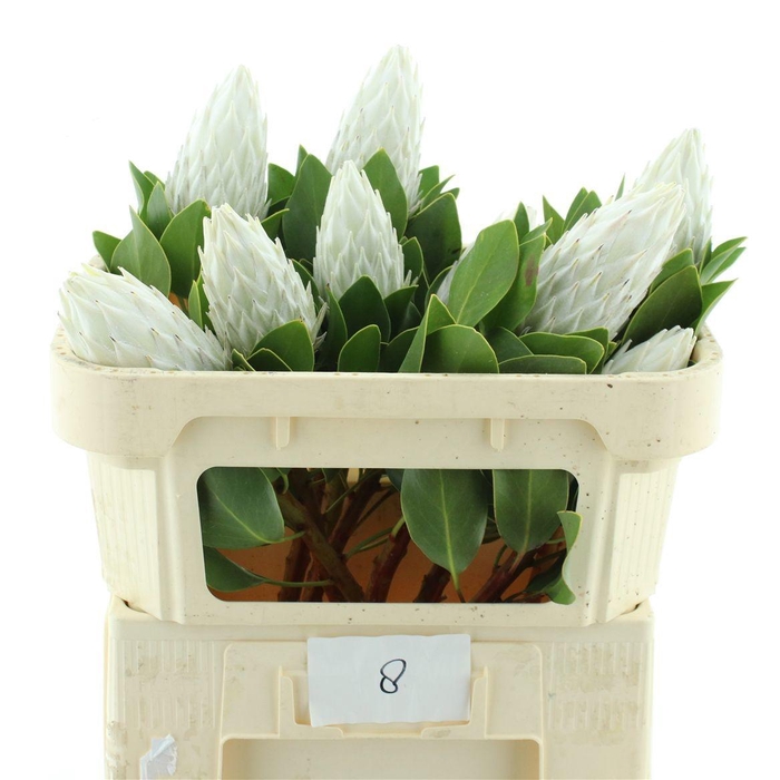 <h4>PROTEA WHITE NIGHT</h4>
