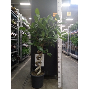 Ficus benghalensis 'Audrey'