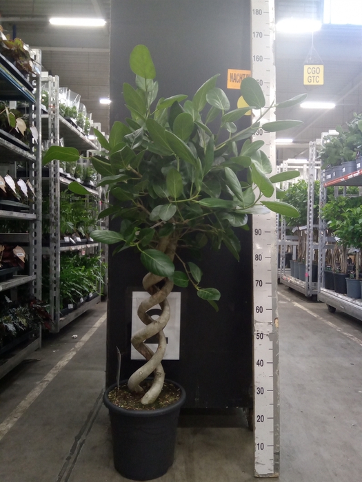 <h4>Ficus benghalensis 'Audrey'</h4>