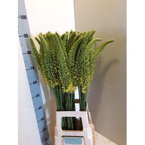 EREMURUS STENOPHYLLU