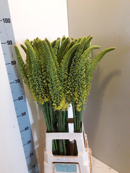 <h4>EREMURUS STENOPHYLLU</h4>