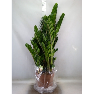 Zamioculcas zamiifolia