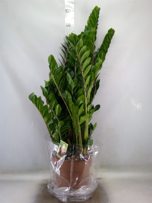 <h4>Zamioculcas zamiifolia</h4>