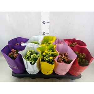Kalanchoe blos.   ..rosebud rs fl 5