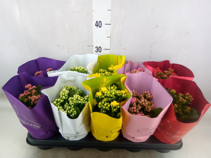 <h4>Kalanchoe blos.   ..rosebud rs fl 5</h4>