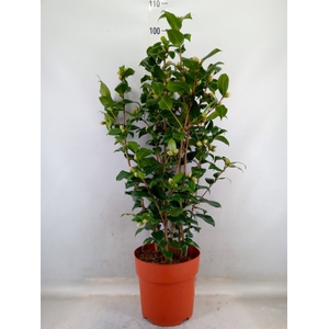 Camellia japonica 'Brushfield Yell'