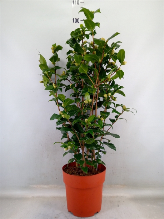 <h4>Camellia japonica 'Brushfield Yell'</h4>