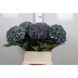 Hydr Cl M Roy Parade