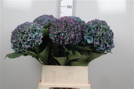 <h4>Hydr Cl M Roy Parade</h4>