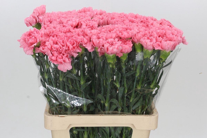 <h4>Dianthus St Chevin</h4>