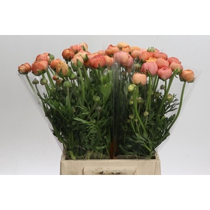 Ranunculus Aazur Salmon