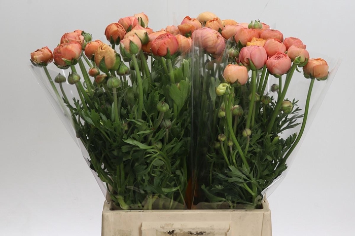 <h4>Ranunculus Aazur Salmon</h4>