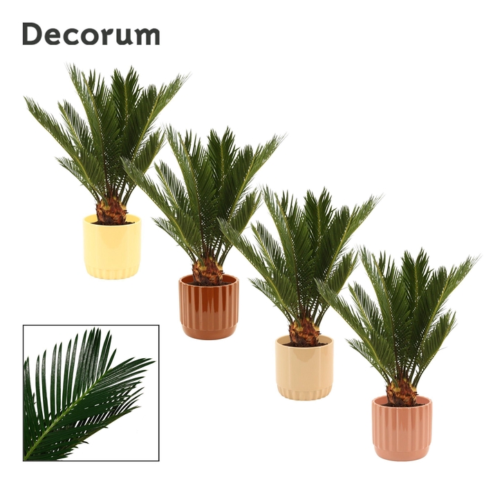 <h4>Cycas Revoluta 12 cm Decorum, 6+ veren in Liam (Coffee blend)</h4>