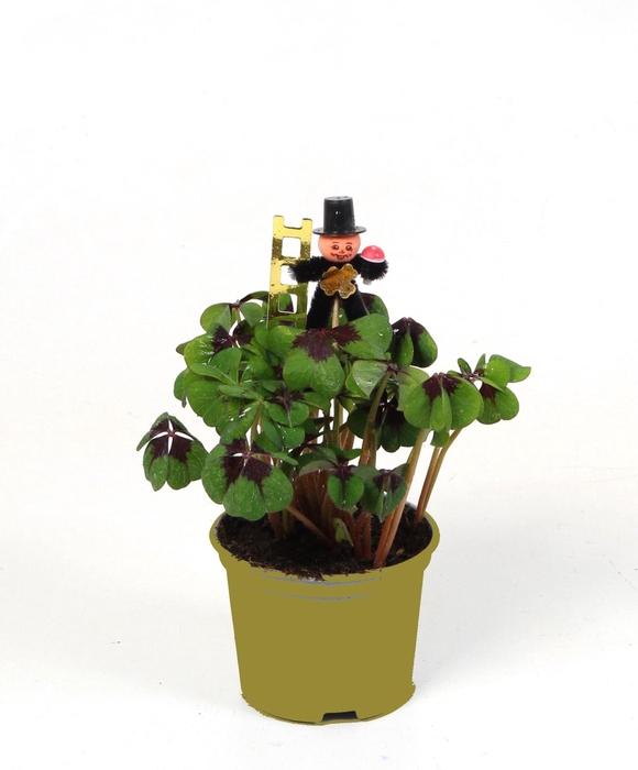 <h4>Oxalis deppei</h4>