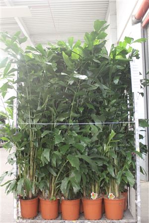 <h4>Caryota Mitis 20 Stekken 170cm</h4>