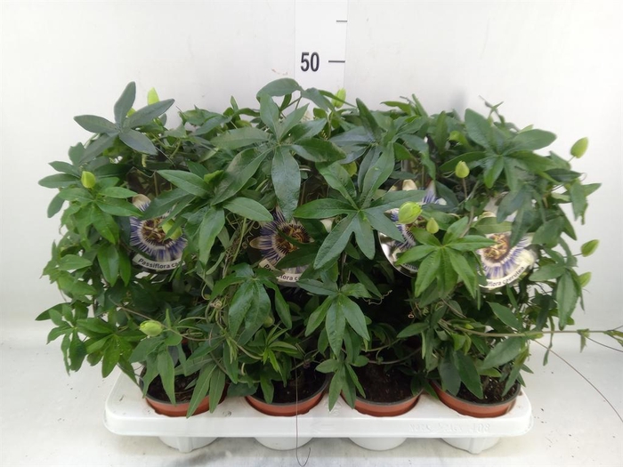 <h4>Passiflora caerul.</h4>