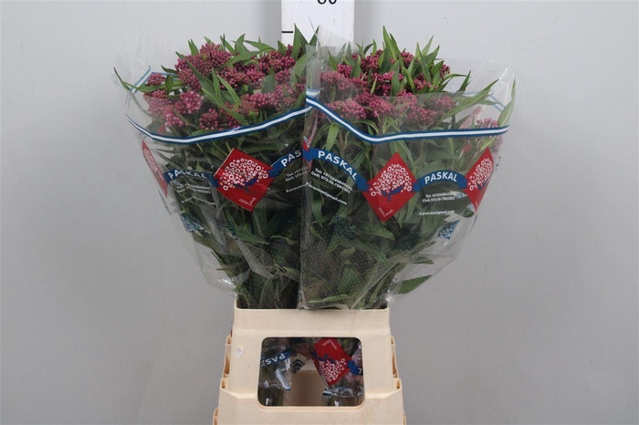 <h4>Ascl Inc Soulmate</h4>