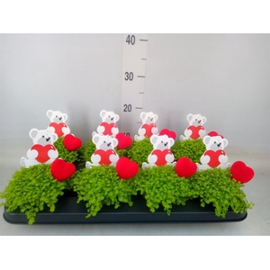 Soleirolia soleirolii 'Aurea'