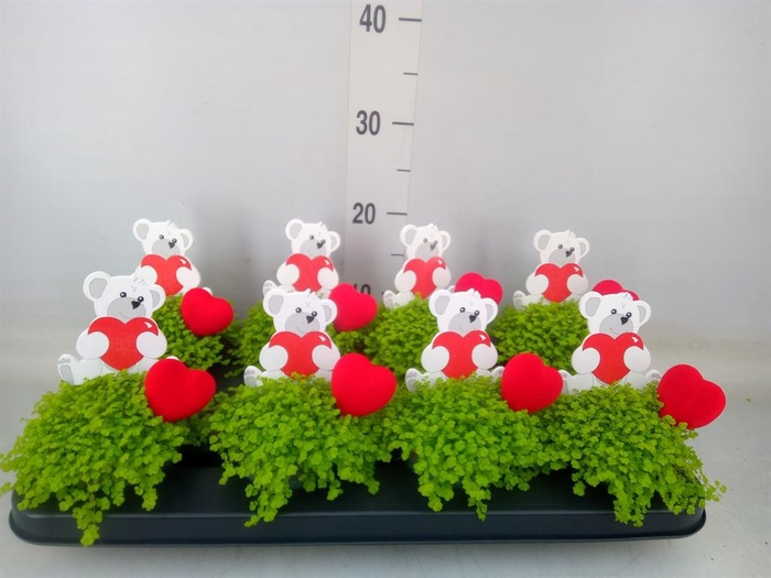 <h4>Soleirolia soleirolii 'Aurea'</h4>