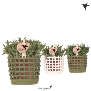 Kolibri Greens Rhipsalis mix in Mesh pot mix