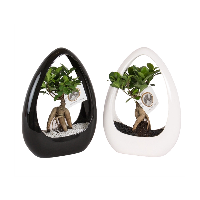 <h4>Ficus m. Ginseng pot ø09cm in ø23cm Ikebana Ceramic Black/White</h4>