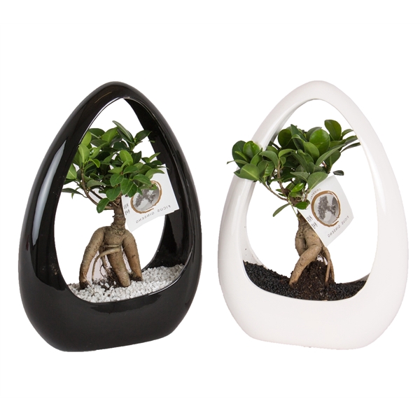 Ficus m. Ginseng pot ø09cm in ø23cm Ikebana Ceramic Black/White