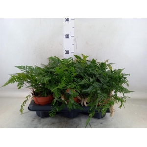 Humata griffithiana var. tyermannii