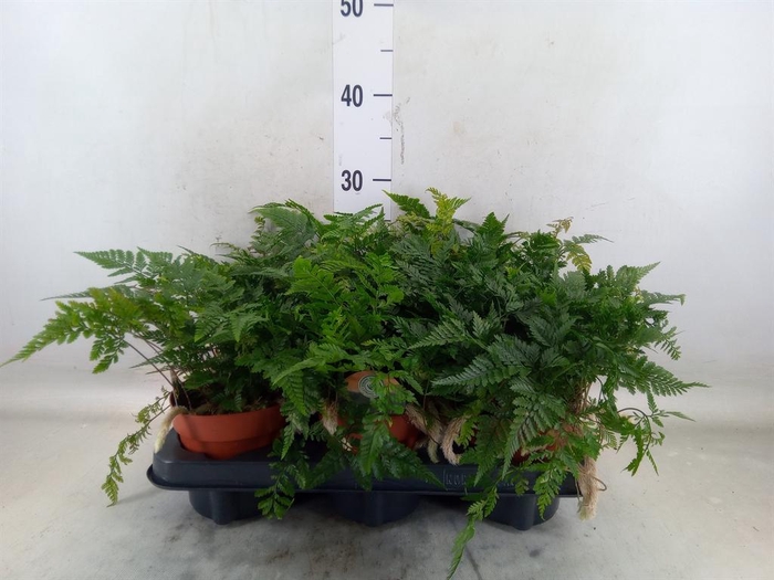 <h4>Humata griffithiana var. tyermannii</h4>