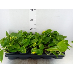 Epipremnum pinn. 'Aureum'