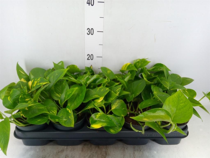 <h4>Epipremnum pinn. 'Aureum'</h4>
