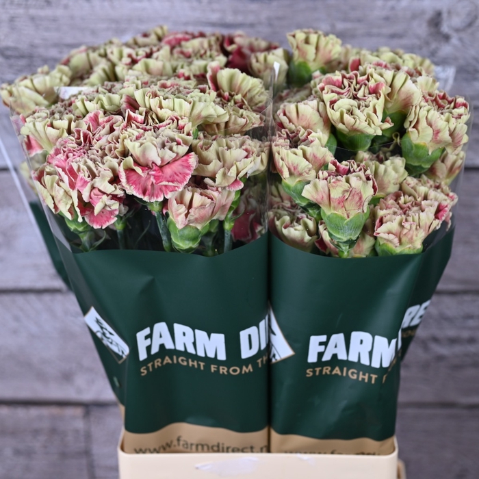 <h4>Di St Wine Cover</h4>