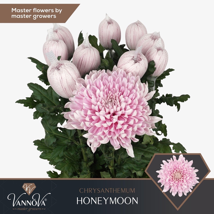 <h4>CHRYSANTHEMUM PL 'HONEYMOON'</h4>
