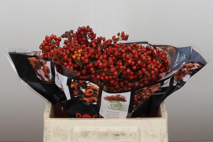 <h4>ROSA AUT ROSEFRUITS</h4>