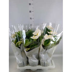 Anthurium andr. 'Alpine'