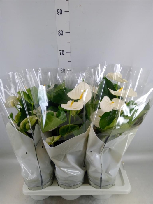 <h4>Anthurium andr. 'Alpine'</h4>