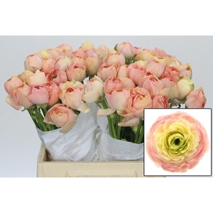 Ranunculus Clooney Gran Pastel
