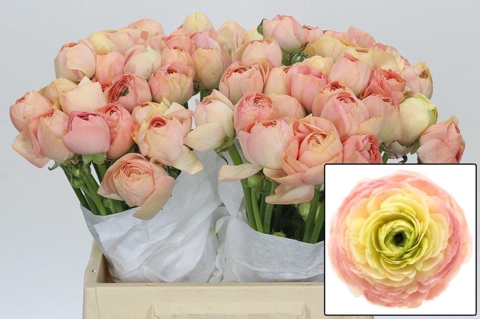 <h4>Ranunculus Clooney Gran Pastel</h4>