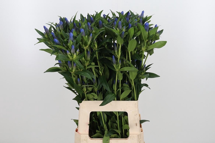 <h4>Genti Kagayaki</h4>