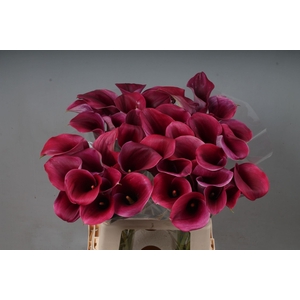 CALLA CAPTAIN PROMISE ZANT CAPT PRO