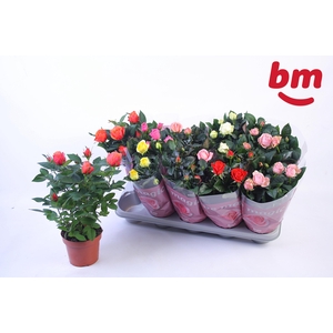 RO B MONDE GEM 6 SRT