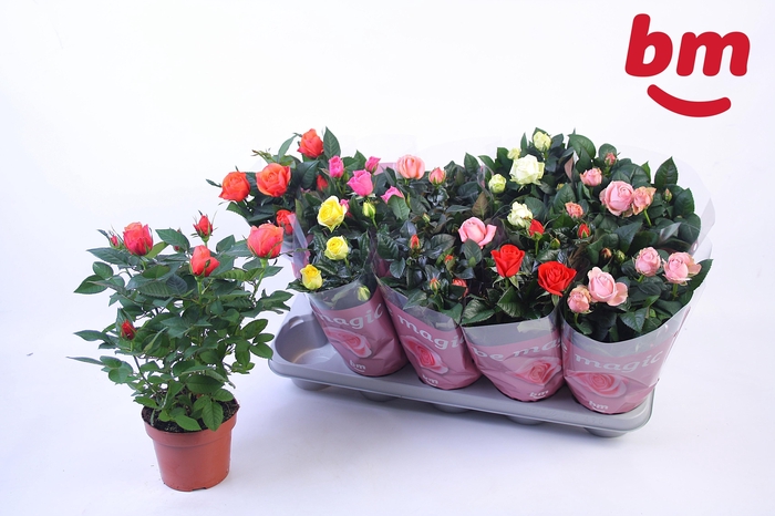 <h4>RO B MONDE GEM 6 SRT</h4>