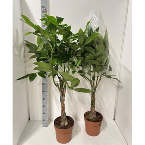 PACHIRA AQUATICA