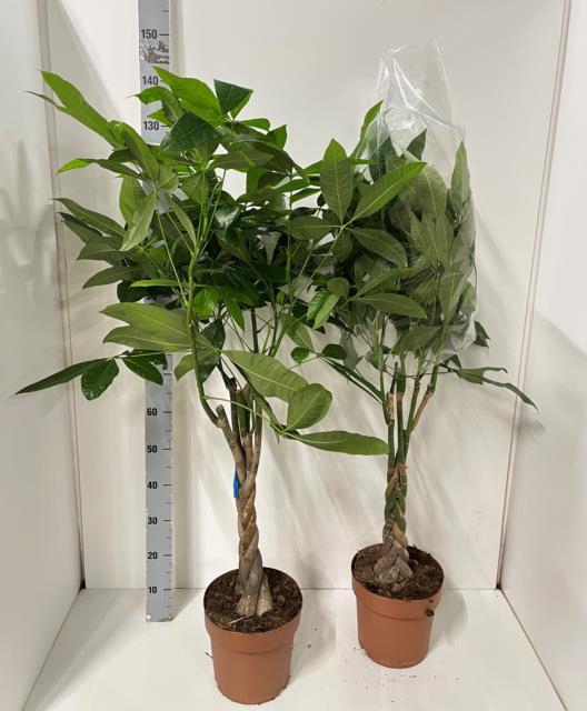 <h4>PACHIRA AQUATICA</h4>