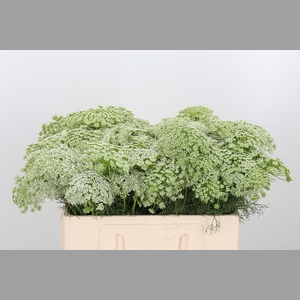 Ammi Majus Visnaga
