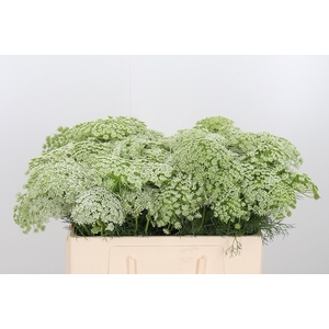 Ammi Majus Visnaga